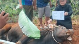 PT SIL dan PT Bio Nusantara Teknologi menggelontorkan hampir Rp800 juta untuk program kurban Idul Adha 2026 dengan menyalurkan 43 sapi dan 12 kambing kepada masyarakat desa penyangga.