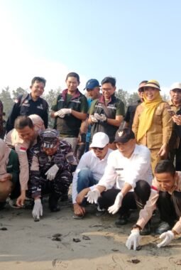 Lepas 100 Tukik, Bengkulu Tengah Kirim Pesan Penting tentang Masa Depan Ekosistem Laut