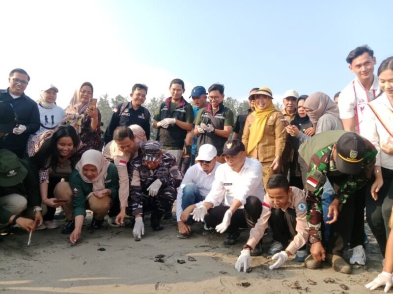 Pemkab Bengkulu Tengah melepas 100 tukik dalam peringatan Hari Mangrove Sedunia sebagai simbol komitmen menjaga keanekaragaman hayati dan ekosistem laut.