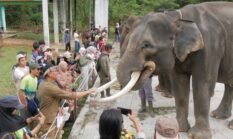 Gajah Sumatera di Bentang Seblat di Ujung Kepunahan Lokal