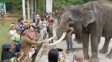 Gajah Sumatera di Bentang Seblat di Ujung Kepunahan Lokal